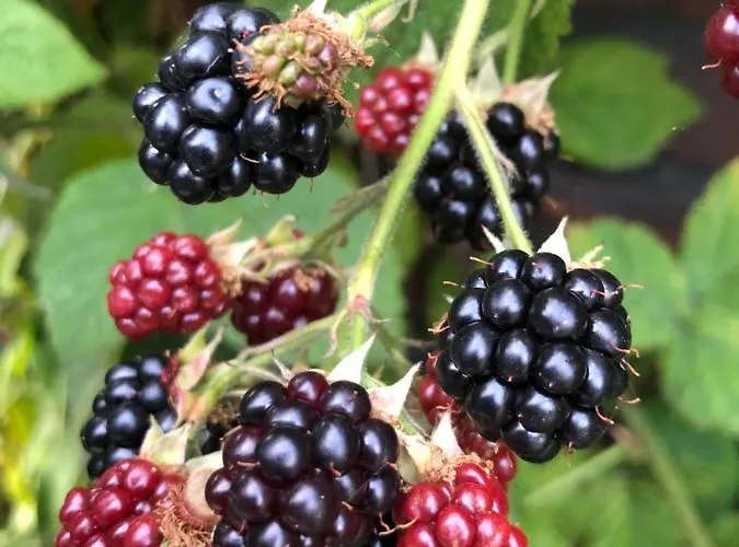 Bij Der Veer Bed and Breakfast