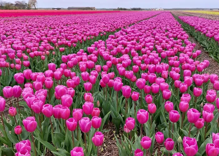 Bij Der Veer 4* Julianadorp