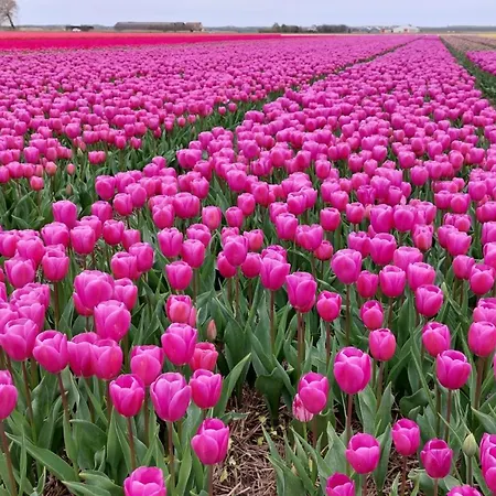 Bij Der Veer 4* 朱丽安娜多普